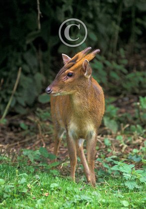 Muntjac DM0662